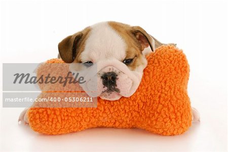 english bulldog puppy resting head on stuffed bone with reflection on white background