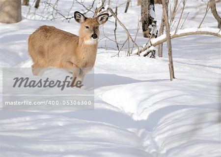 Whitetail deer yearling standing in the woods in winter snow.