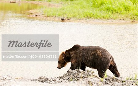 Alaskan grizzly bear walking next to water