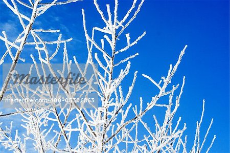 Frosted icy tree branches against bright blue sky