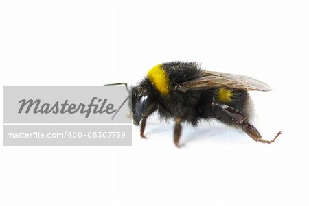 bumblebee isolated on a white