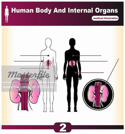 Human Internal Organs vector Kidney