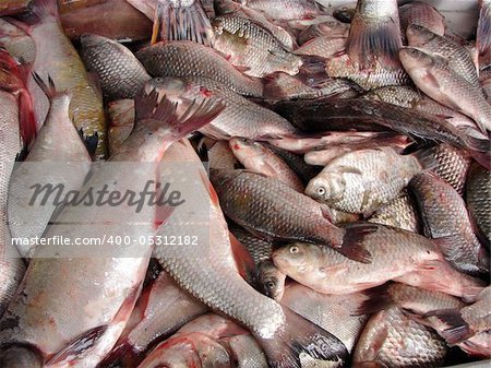 fresh river  fish on the market stand
