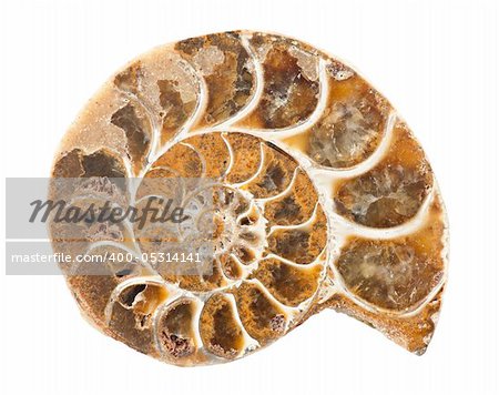 Ammonite is a prehistoric shell animal whoose spiral shell was fossilized into a solid mineral and is now a object of collecting - isolated on white