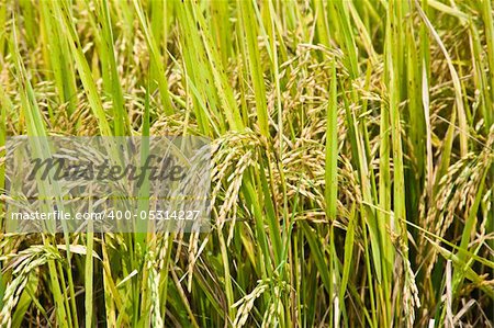rice fields backgrounds