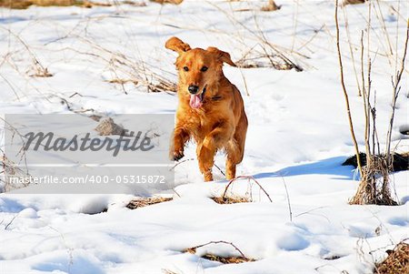 orange young golden retriever dog over rural snowy landscape
