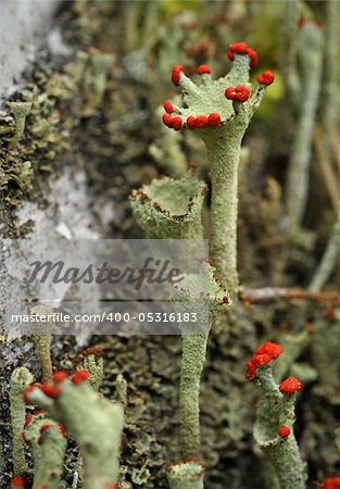 Cladonia rangiferina, also known as Reindeer lichen.Cladonia rangiferina, also known as Reindeer lichen . Other common names include Reindeer moss and Caribou moss. As the common names suggest, Reindeer lichen is an important food for reindeer (caribou), and has economic importance as a result. Synonyms include Cladina rangiferina and Lichen rangiferinus.