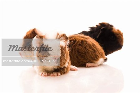 baby guinea pigs