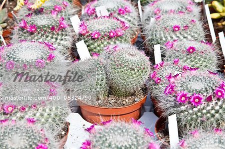 Small cactus plants in a market during a sunny day