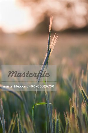 close up of wheat on sunset background