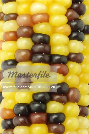Close up of colorful Indian corns background
