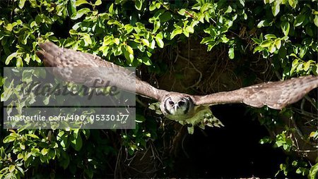 Owl in captivity at a zoo flying