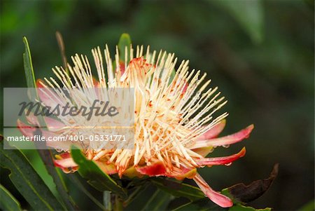 King Protea, part of the Fynbos family, in full bloom