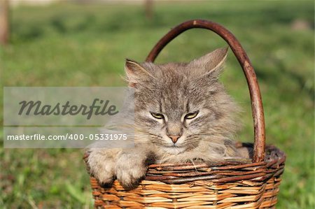 furry cat in the basket on the grass background