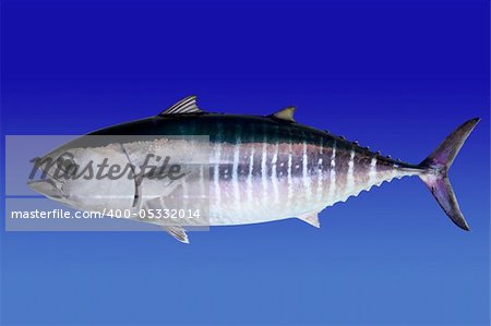 Bluefin tuna isolated on blue background real fish Thunnus thynnus