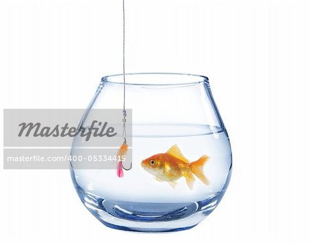 gold fish and artificial fly on white background