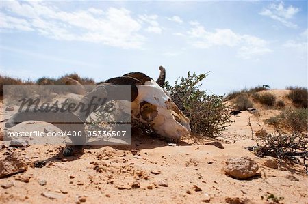 A skull of a sheep in the desert of Libya