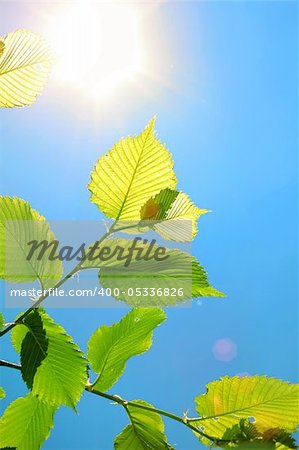 Foliage on a background of clear sky and bright sun