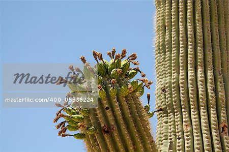 Drying out Saguaro cactus buds cereus giganteus