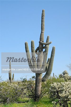 Cereus giganteus Saguaro cactus in the spring Arizona desert