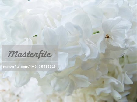 background of white flowers from syringa, lilac