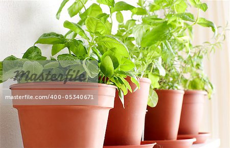 Herbs in Pots on the Shelf - Basil, Mint and Rosemary
