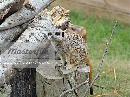 stunning meerkats alert on a sunny day