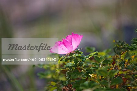 Wild rose on blurry background