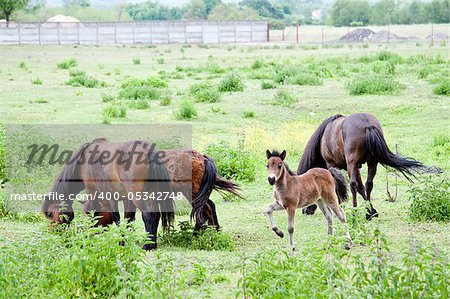 family of horses on the pasture