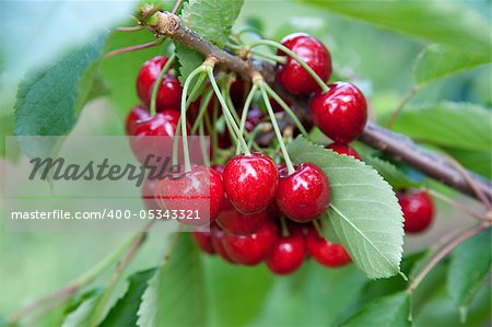 Cherries on a branch