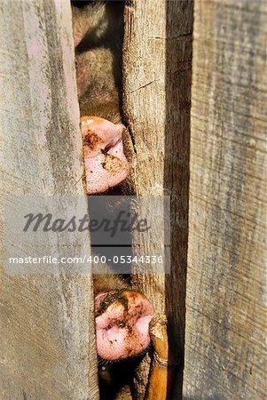 two dirty pig noses closeup on farm