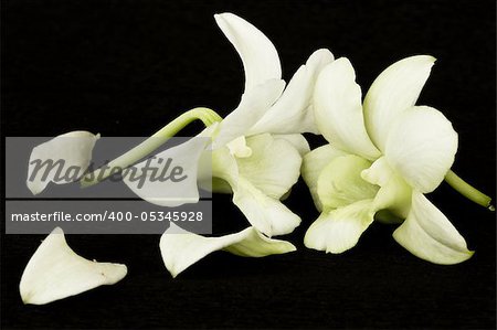 flower white orchid on a black background