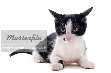 young black and  white kitten in front of white background