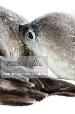 Baby seal close to his mom. Antarctica