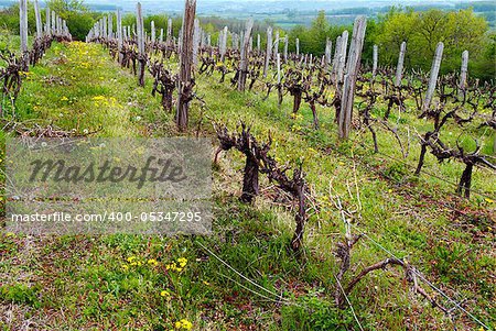 old vineyard in rural Serbia at spring