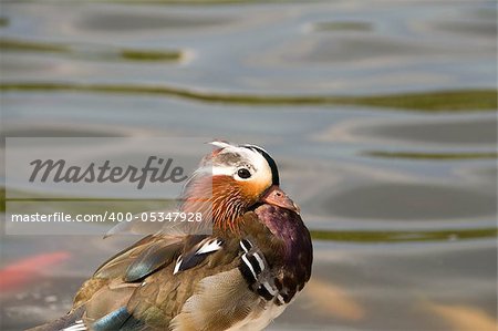 Mandarin sits in the background of a pond with goldfish.