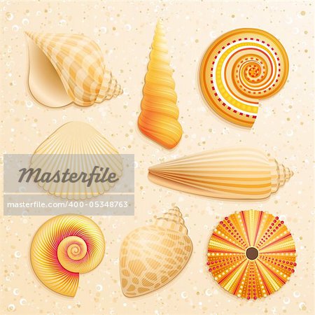 Seashell collection on sand background. Vector illustration.