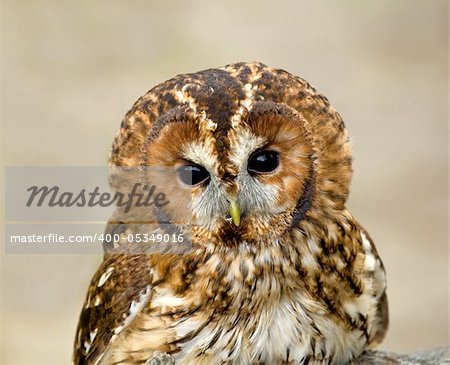 Adult Tawny Owl head and shoulders shot