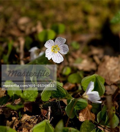 Wood Sorrel wild flower in woodland