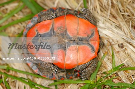 Plastron of a hatchling Painted Turtle (Chrysemys picta) in Illinois.