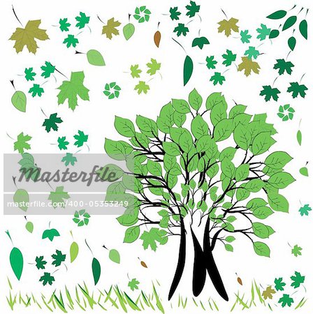 tree with green leafs isolated on white background