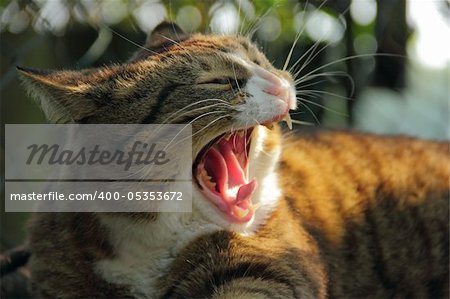 close-up view of cat outside with wide open mouth