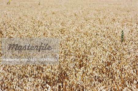 Field of ripe barley ready to harvesting