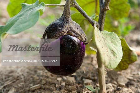 young eggplant fruit growing in the garden