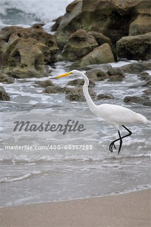 Great white egret on a rocky beach.