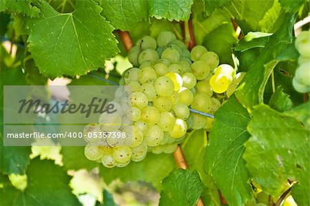 white ripe grapes in a vineyard