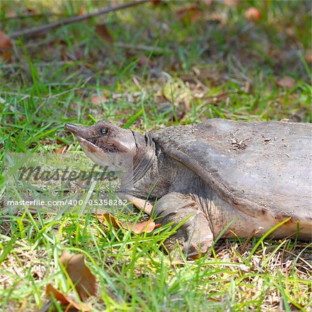 A Florida Softshell Turtle (Apalone ferox) at Everglades National Park - Florida.