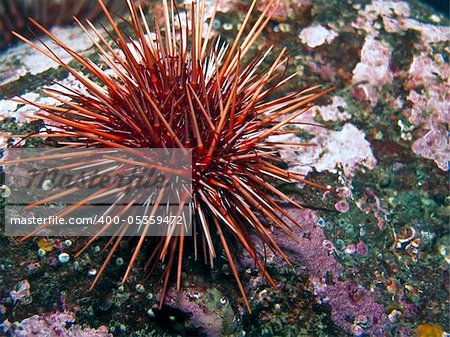 A Red Sea Urchin (Strongylocentrotus franciscanus)photographed at 20 feet deep in Southern British Columbia, Canada.