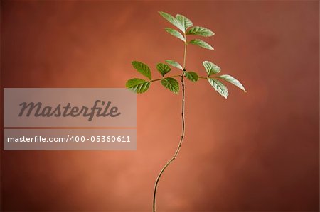 Plant background