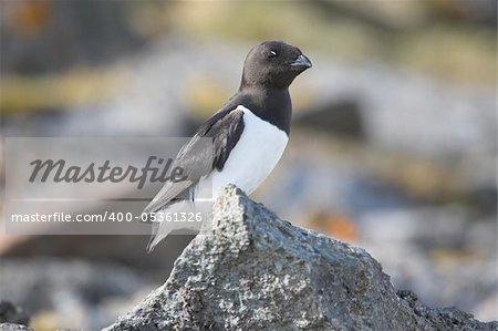 Little auk sitting on the rock